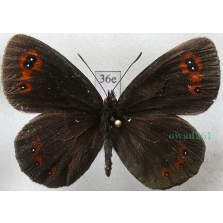 Erebia aethiops (Esper, 1777) Górówka medea Poland36e